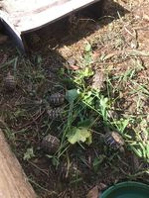   BB tortues 