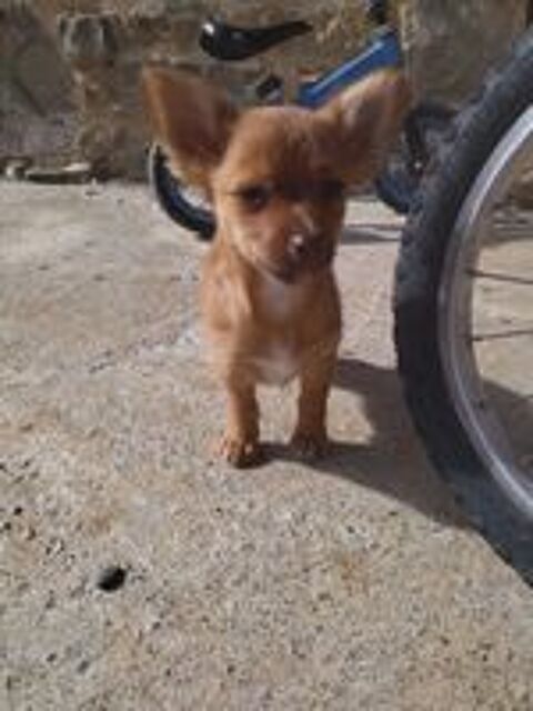   Mâle chihuahua  