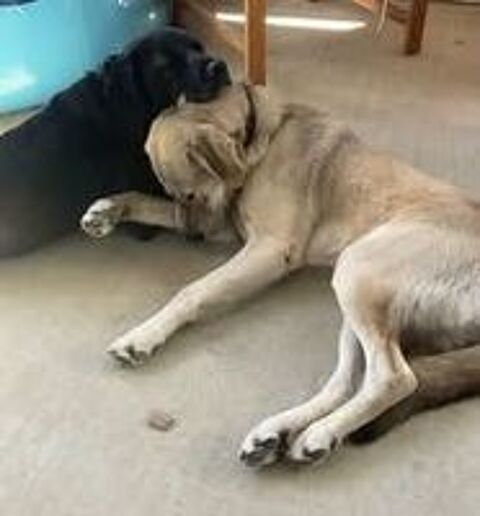   Chien ALFRED et ROBIN à l adoption 