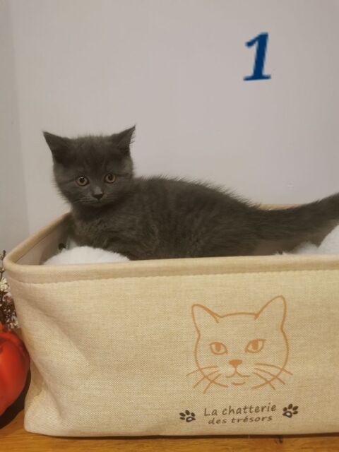 Chaton british shorthair  990 59230 Saint-amand-les-eaux