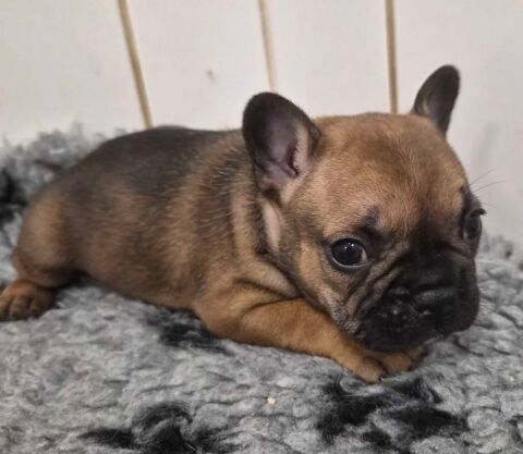 A reserver magnifiques chiots bouledogue francais fauve roug 950 12240 Colombiès