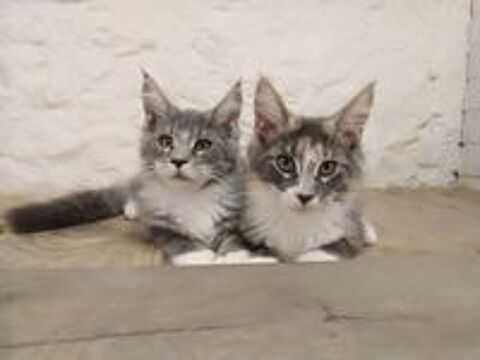   males femelles maine coon 