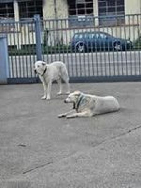   Chien GRAF  l adoption 
