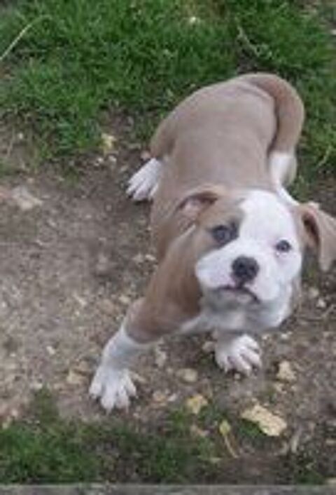   Adorables chiots bouledogue américain disponibles inscrits N 