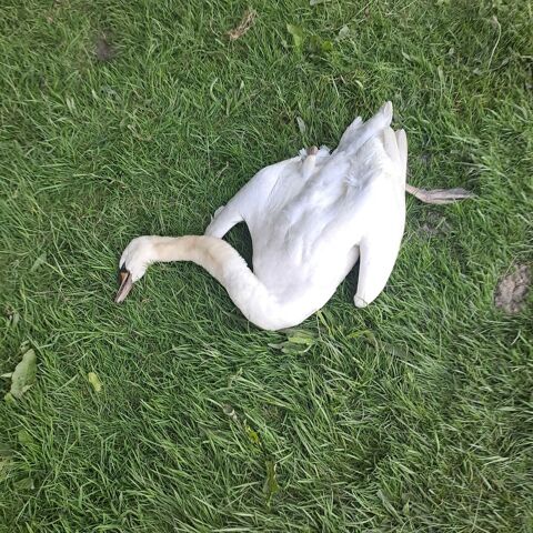 :recherche cygne tuberculé blanc 0 28330 Authon-du-perche