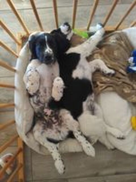   Chiot springer spaniel recherche famille pour la vie 