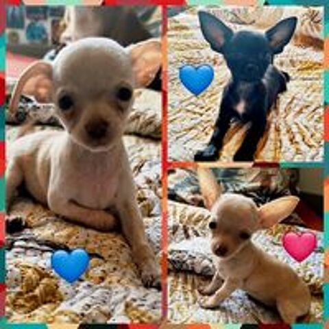   Adorables chiots Chihuahuas à placer  