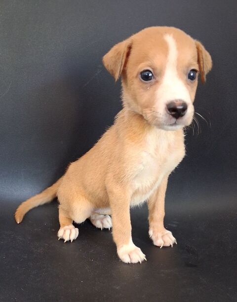 STAFFIE 0 13700 Marignane