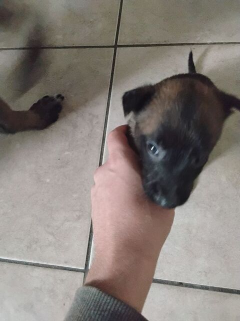 Chiot malinois 0 02100 Saint-quentin