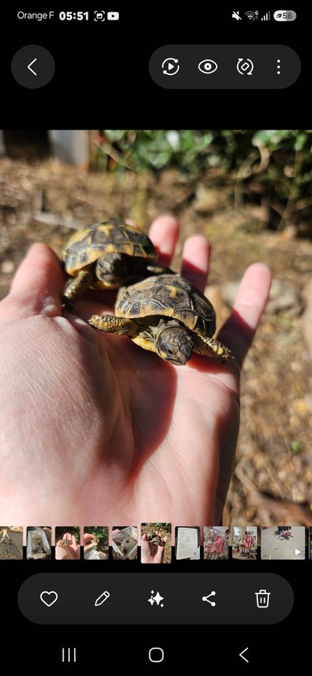   Bébés tortues  