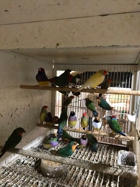 Diamant de Gould 60 31600 Muret