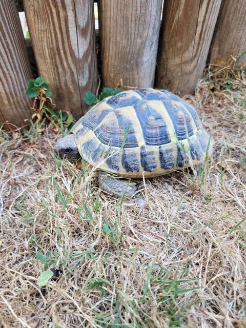 Tortue Terrestre m&acirc;le 4 ans 200 44000 Nantes