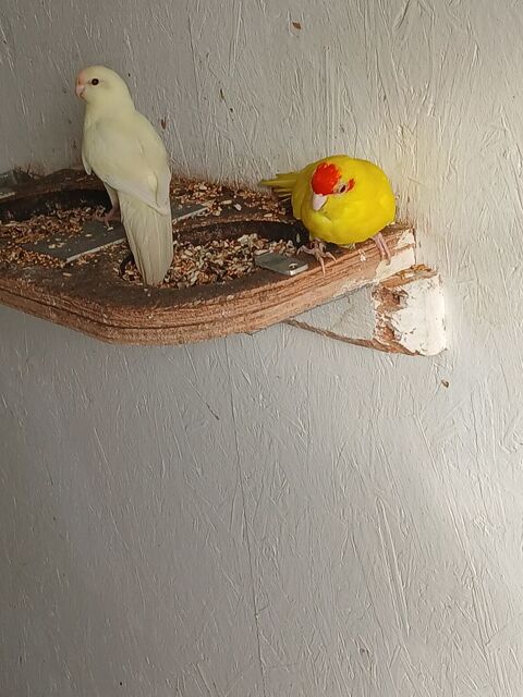 Kakariki pe b 25 80 67500 Haguenau