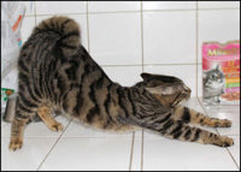   OLIVER cherche une famille 