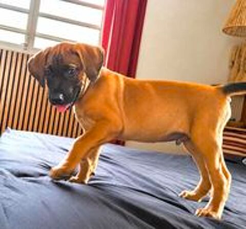   Banjo, notre trésor 