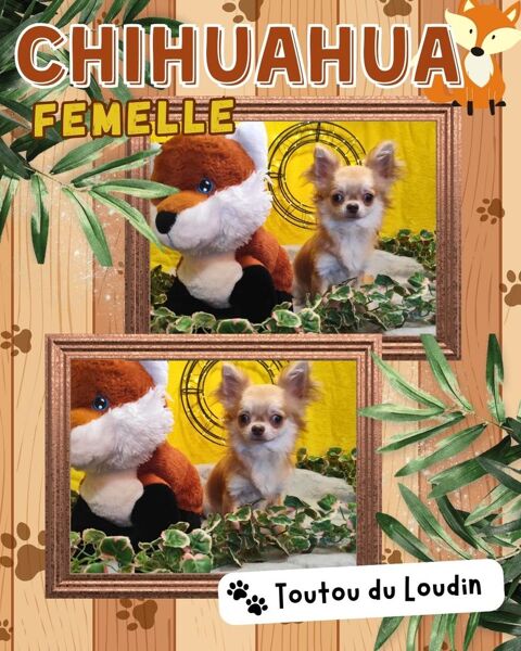 Chiot chihuahua femelle poils longs 700 18140 Pr�cy