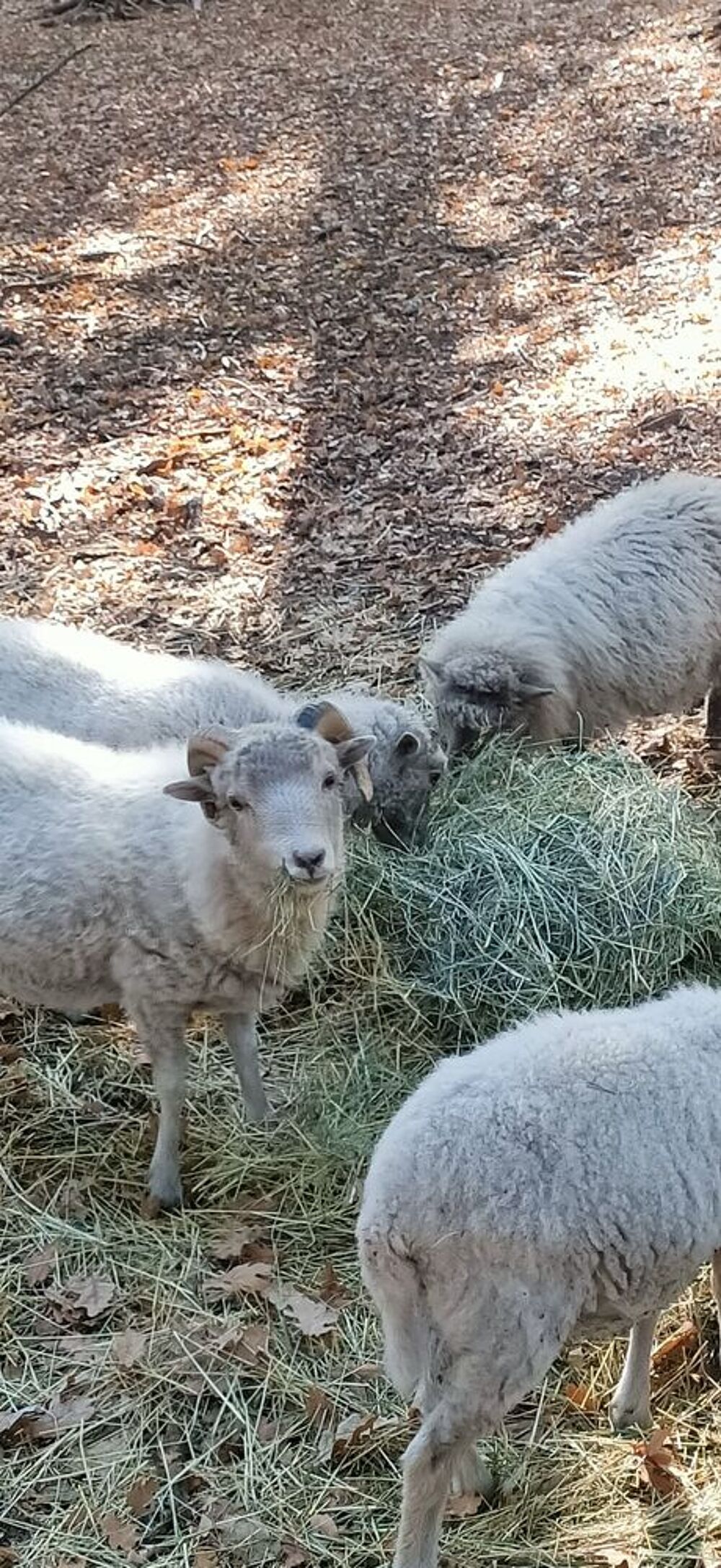   Mâles blanc moutons Ouessant  
