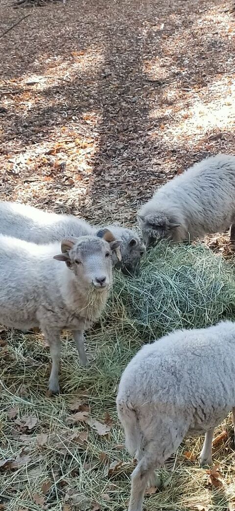 M&acirc;les blanc moutons Ouessant 40 45110 Châteauneuf-sur-loire