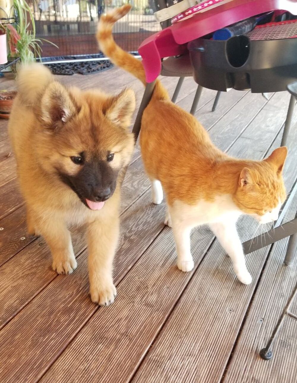   3 CHIOTS EURASIER NES AU PIED DE LA MONTAGNE DE CEUZE 