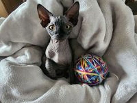   Chatons Sphynx Hairless Loof 