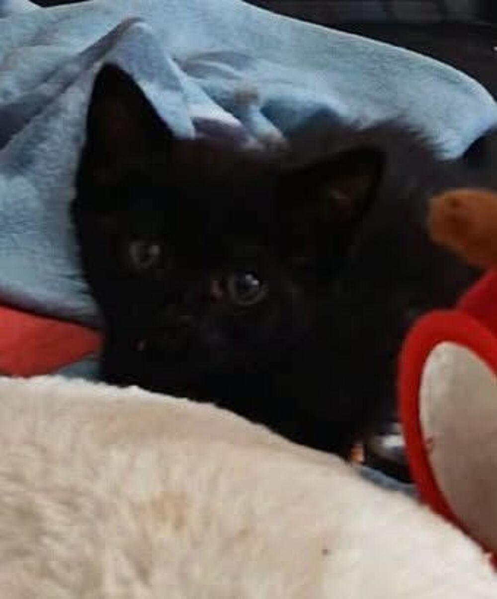  Chat THEIA à l adoption 