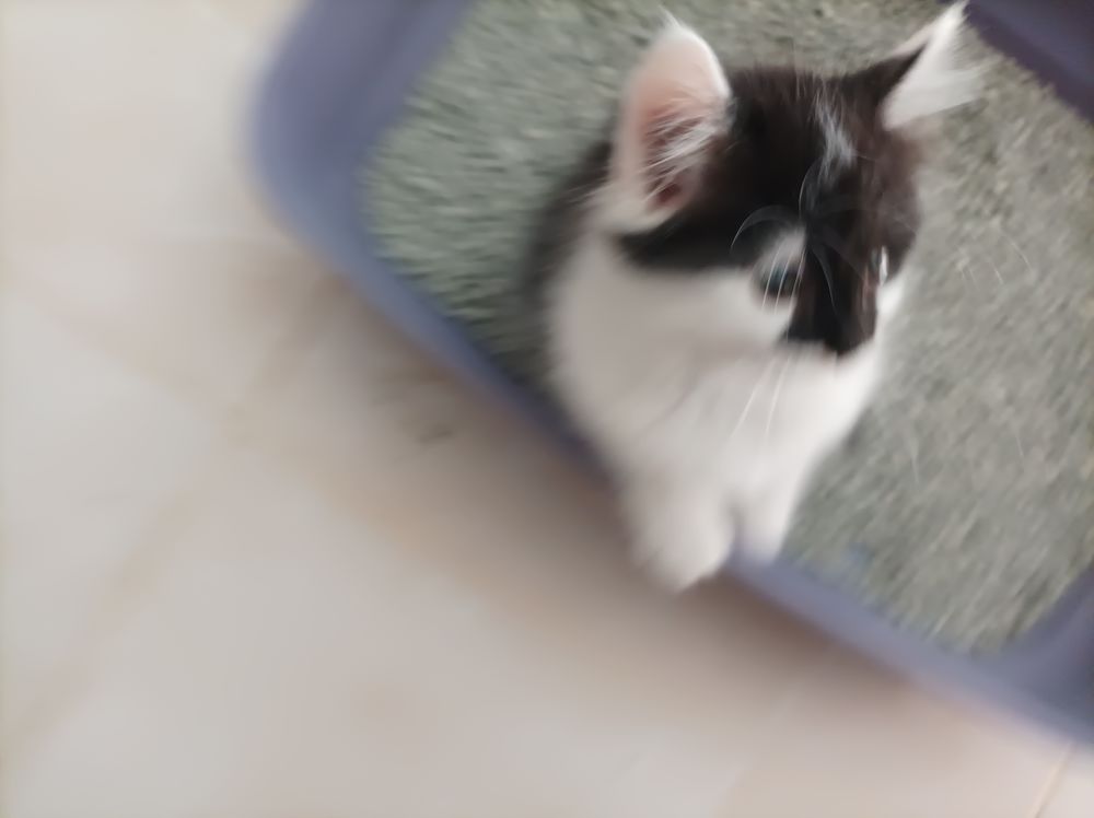   chatons 