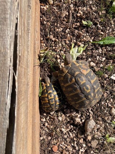 TORTUES TERRESTRES DYNAMIQUES 110 77165 Cuisy