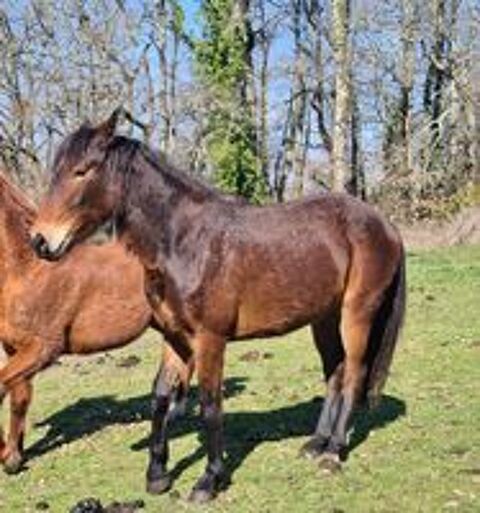   Jument ONCS 4 ans 