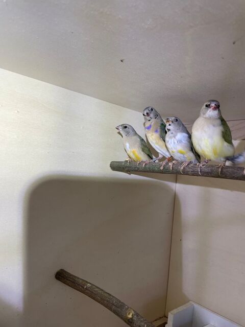 Diamant de gould 80 49120 Chemill