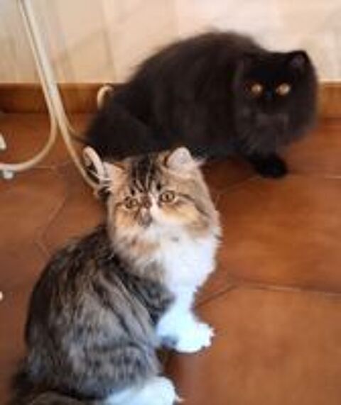   CHATON PERSAN 