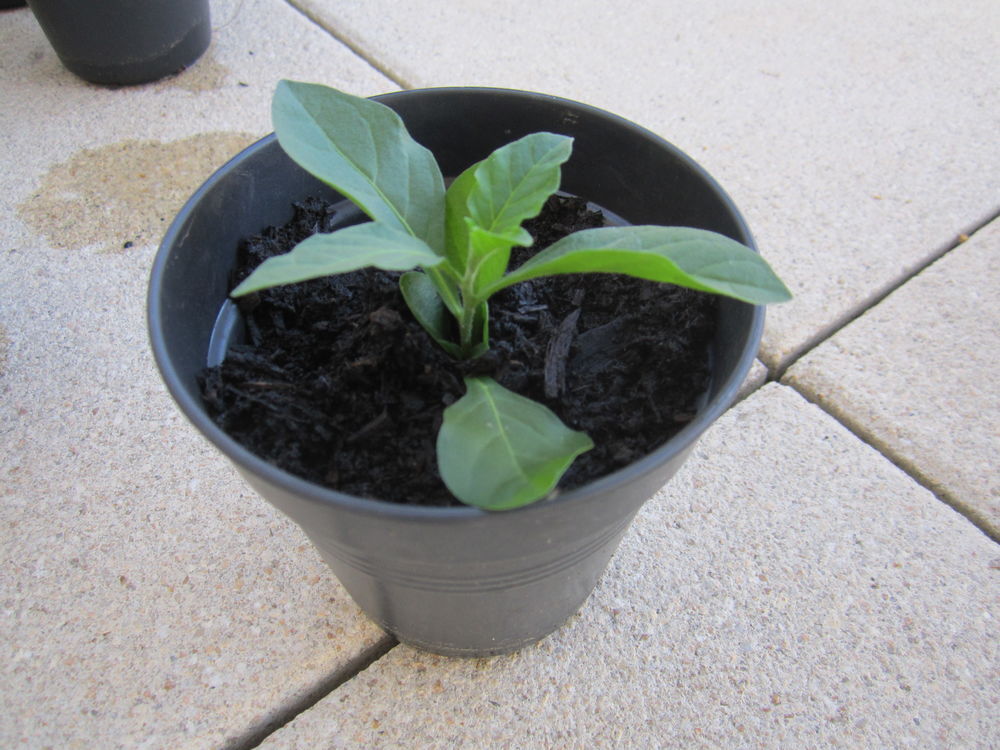 plan&ccedil;ons pommier d'amour Jardin