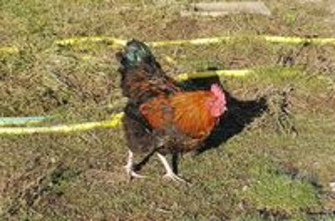   Marans noir cuivr� ? 3 jeunes coqs calmes 