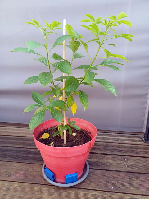 Merveilleux BAOBAB de 3 ans, hauteur 80cm, en pot de 33x26cm Tours (37)