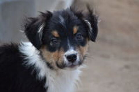   Magnifiques chiots Berger Australien 