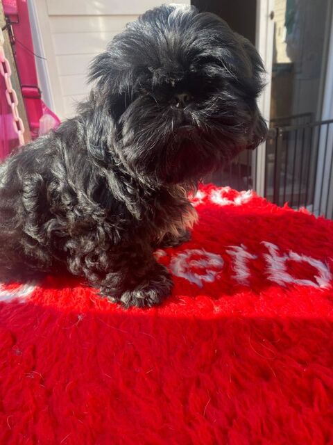 chiots shih tzu 1500 83200 Toulon