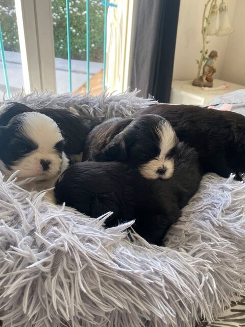adorable b&eacute;b&eacute; shih tzu 1200 83200 Toulon