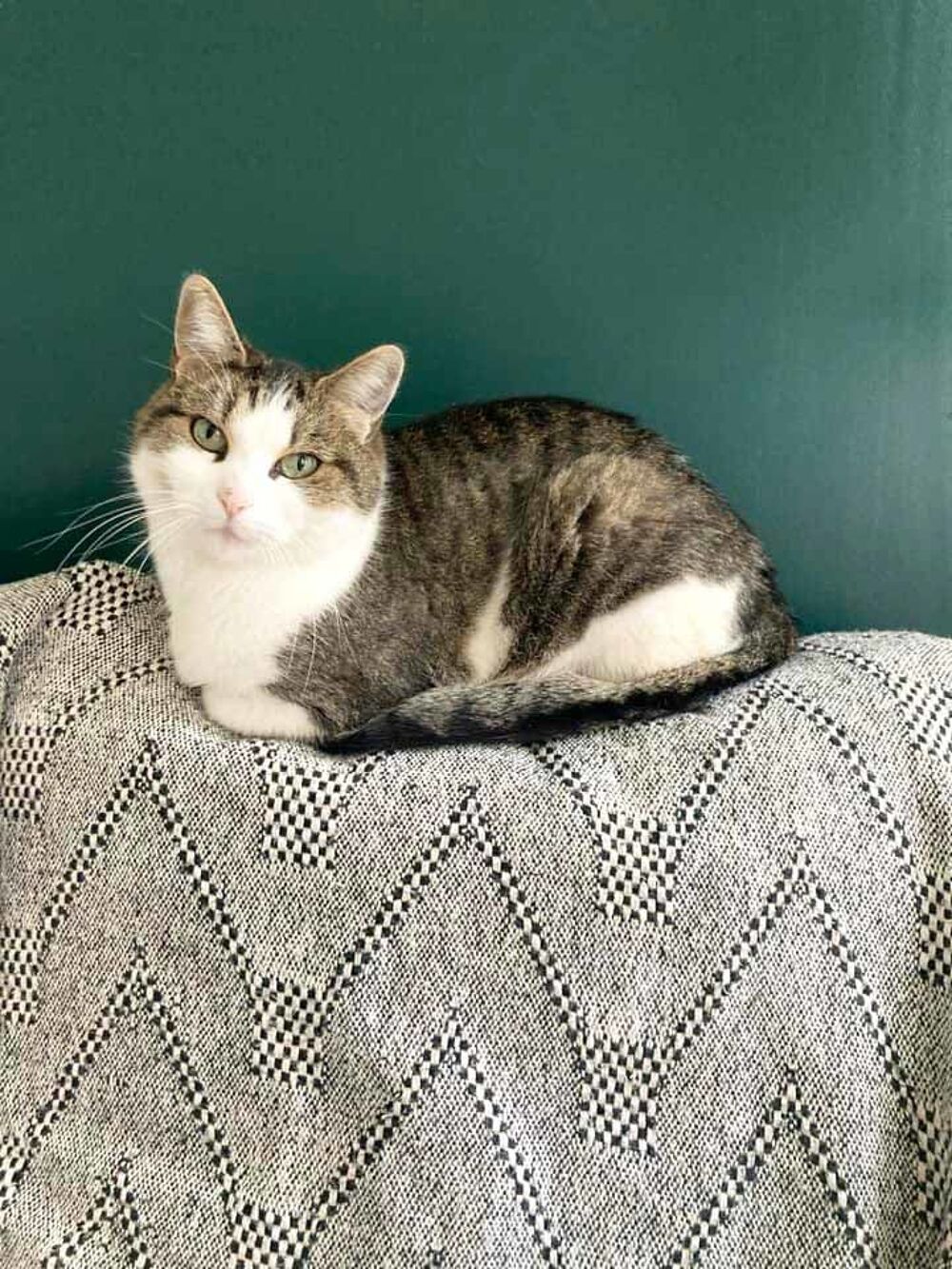   MOLLY, tr�s belle chatte grise et blanche � l'adoption 