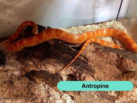 Antropine, serpent des bl&eacute;s &agrave; adopter 30 44130 Blain