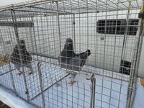   Pigeons Kings 