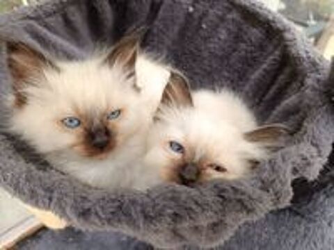   Chatons Sacre de Birmanie
