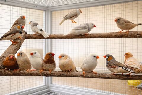 Couple de MANDARIN
30 78690 Les essarts-le-roi