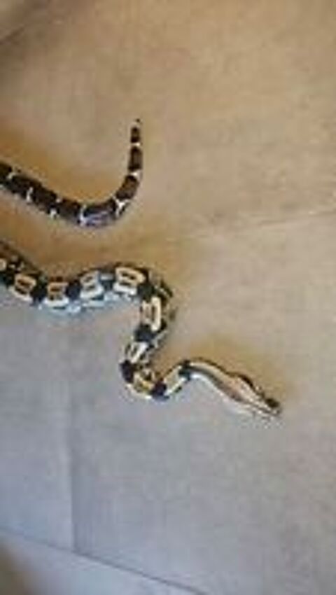   Boas Constrictor constrictor,  