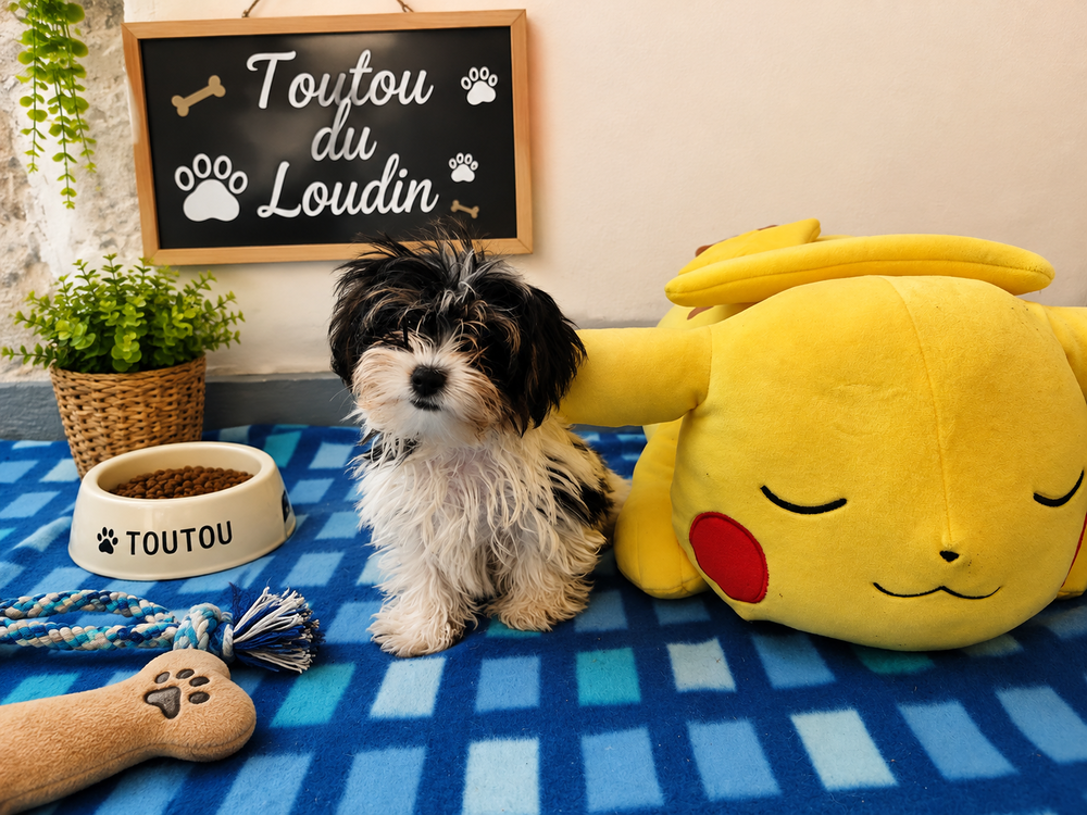   Chiot Biewer Mâle mini 