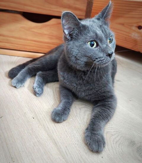 OZZY, magnifique chat gris souris à adopter via l'association UMA 200 18130 Vornay