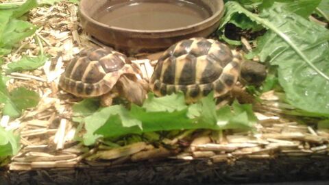 2 tortues de terre juvéniles 110 34700 Lodve