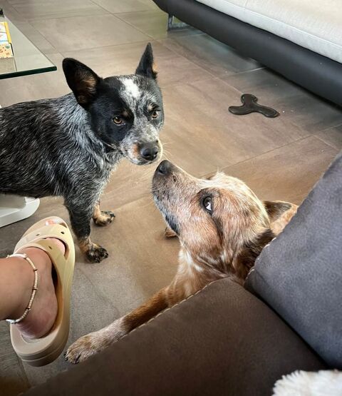 A réserver chiots apparence Bouvier Australien 1000 38490 Les abrets en dauphin
