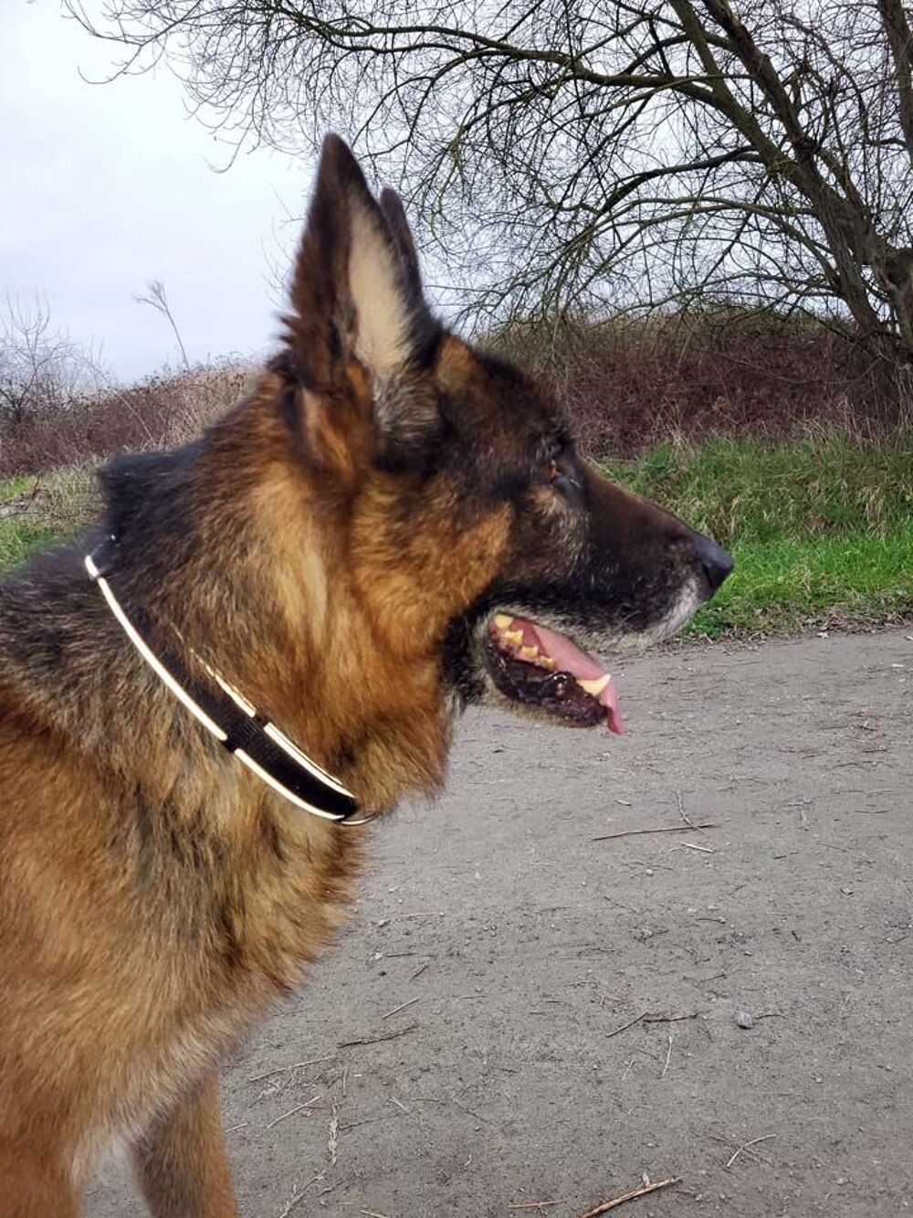   NEPTUNE, magnifique Berger Allemand à adopter  