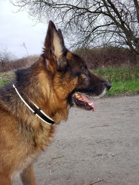 NEPTUNE, magnifique Berger Allemand à adopter 300 44450 Saint-julien-de-concelles