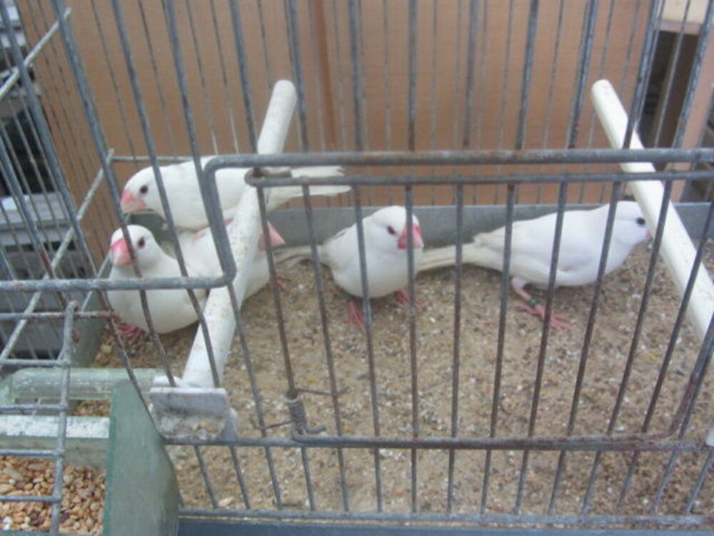   males paddas blancs et panachés 