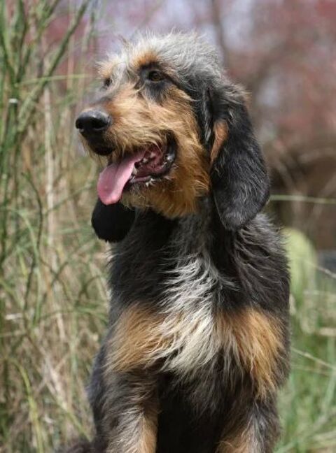 Donne Chien Griffon 0 81800 Rabastens